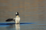 Bufflehead2918b.jpg