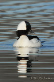 Bufflehead2931b.jpg