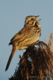 SongSparrow2803b.jpg