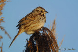 SongSparrow2816b.jpg