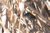 012_7303MarshWrenb.jpg