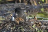 BlackTern8695b.jpg