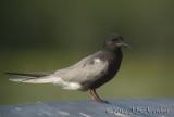 BlackTern8668b.jpg