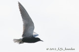 012_0681BlackTernb.jpg