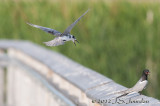 012_0858BlackTernb.jpg