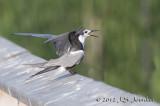 012_0868BlackTernb.jpg