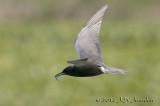 012_0987BlackTernb.jpg
