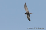 012_1063BlackTernb.jpg