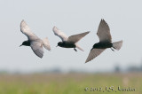 012_1232BlackTernb.jpg
