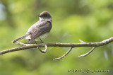 012_1540EasternPhoebeb.jpg