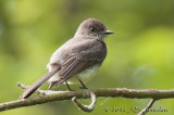 012_1551EasternPhoebeb.jpg