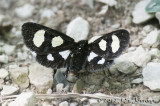 012_1659ForesterMothb.jpg