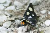 012_1678ForesterMothb.jpg