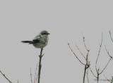 NorthernShrike0711b.jpg