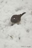 Junco0054b.jpg