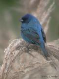 IndigoBunting0720b.jpg