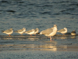 BonaparesGull3050b.jpg