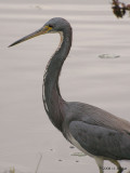 TricoloredHeron3392b.jpg