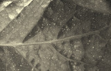leaf inc.
