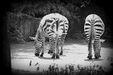 zebras cpl