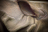 rhino's ear