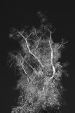 Tree In B & W