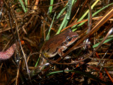 Ornate Chorus Frog - <i>Pseudacris ornata</i>