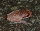 Pinewoods Treefrog - <i>Hyla femoralis</i>