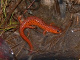 Eastern Mud Salamander - <i>Pseudotriton montanus montanus</i>