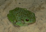 Barking Treefrog - <i>Hyla gratiosa</i>