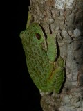 Barking Treefrog - <i>Hyla gratiosa</i>