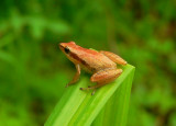Little Grass Frog - <i>Pseudacris ocularis</i>