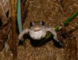 Pinewoods Treefrog - <i>Hyla femoralis</i>