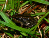 Southern Chorus Frog - <i>Pseudacris nigrita</i>