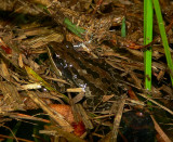 Southern Chorus Frog - <i>Pseudacris nigrita</i>