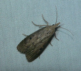 Bee Moth - <i>Aphomia sociella</i>