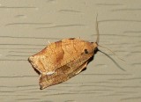 Oblique-banded Leafroller Moth - <i>Choristoneura rosaceana</i>
