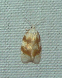 Oak Leaftier Moth - <i>Acleris semipurpurana</i>