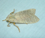 Banded Tussock Moth - <i>Halysidota tessellaris</i>