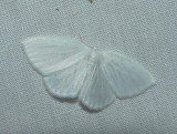 White Spring Moth - <i>Lomographa vestaliata</i>