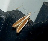 Twirler Moth - <i>Dichomeris marginella</i>