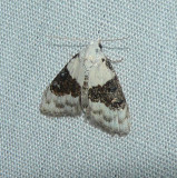 Sharp-blotched Nola Moth - <i>Nola pustulata</i>