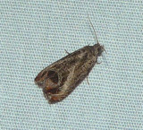 Moth - <i>Olethreutes hamameliana</i>