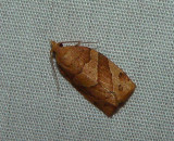 Woodgrain Leafroller - <i>Pandemis lamprosana</i>