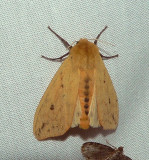 Isabella Tiger Moth - <i>Pyrrharctia isabella</i>