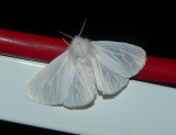 Pink-legged Tiger Moth - <i>Spilosoma latipennis</i>