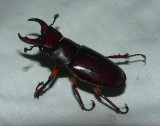Reddish-brown Stag Beetle - <i>Lucanus capreolus</i>