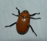 Grapevine Beetle - <i>Pelidnota punctata</i>