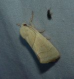 American Dun-bar Moth - <i>Cosmia calami</i>