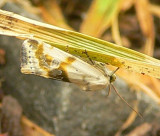 Olive Shaded Bird-dropping Moth - <i>Ponometia candefacta</i>